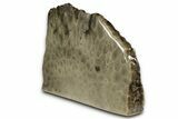 Free-Standing, Petoskey Stone (Fossil Coral) Section - Michigan #357000-1